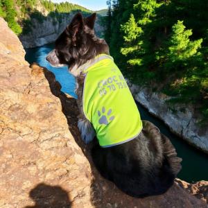 Gilet de sécurite pour chien 1 1